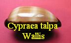 Cypraea talpa, Linné 1758 wallis